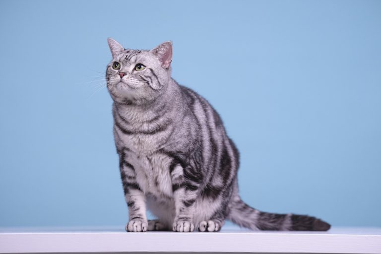 Cat, american shorthair, feline, and mammal