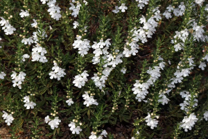 Satureja montana L. subsp. montana - 52513177598