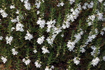 Satureja montana L. subsp. montana - 52513177598